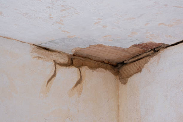 Best Mold removal after water damage  in Spring Glen, UT